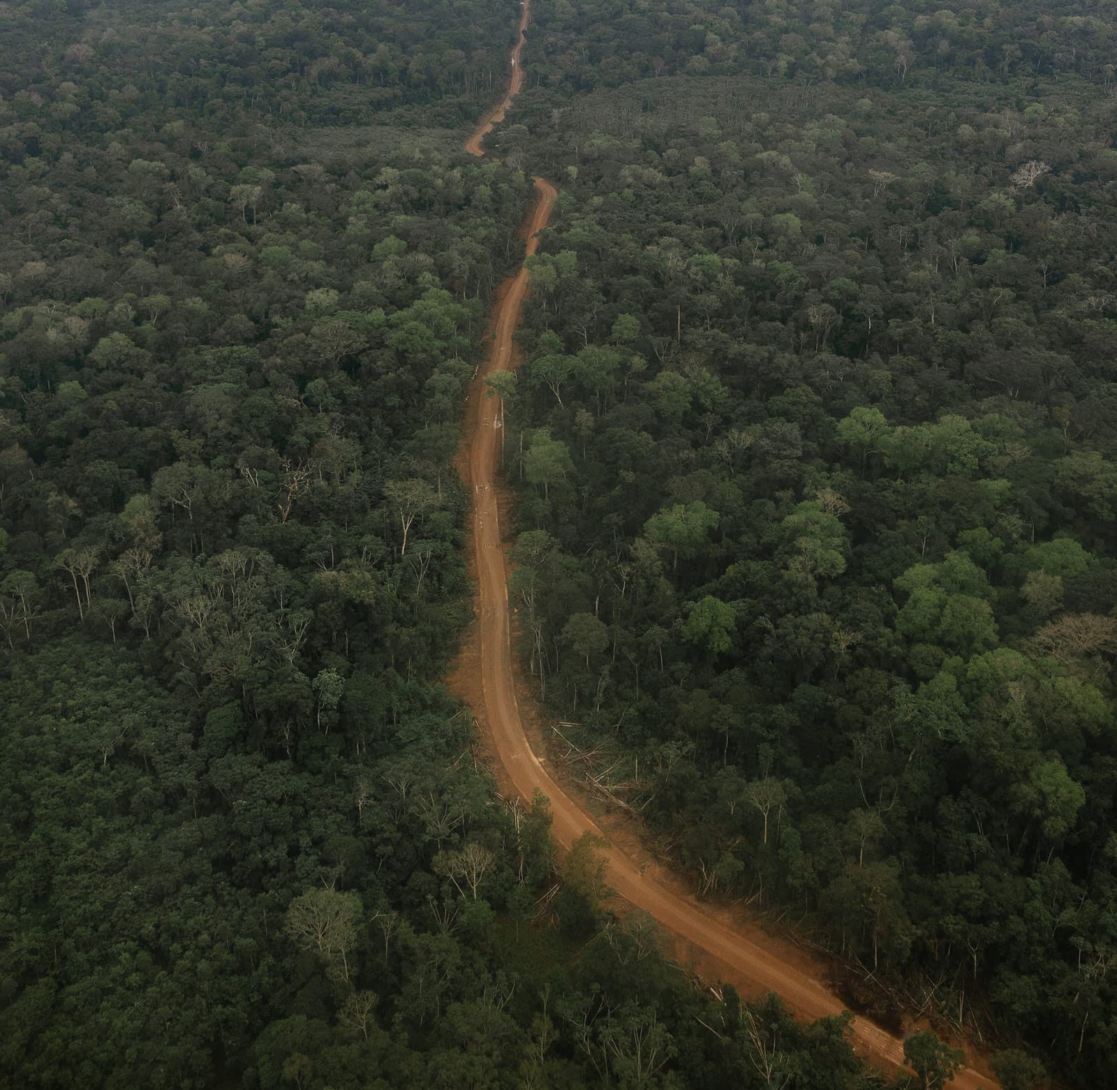 Dirt road in the middle of a jungle.