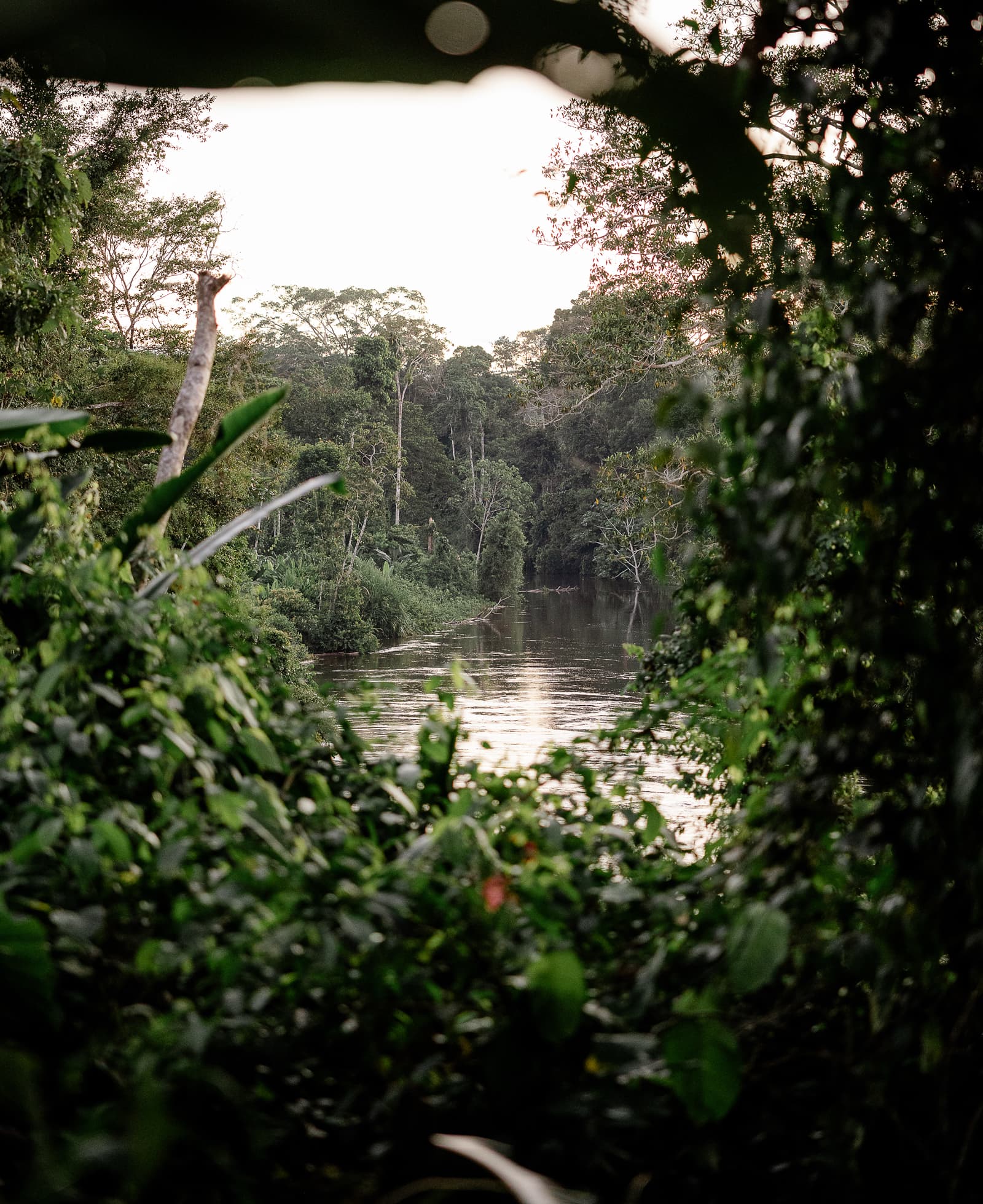 River in the middle of a jungle.