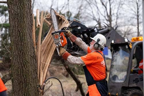 Volunteer using chainsaw to cut down tree.