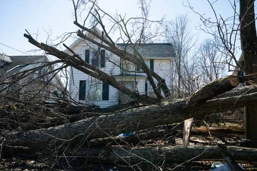 Tree laying on ground in front of house.